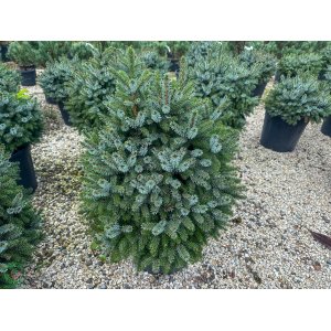 Smrek balkánsky (Picea omorika) ´NANA´ výška 40-60 cm, Ø 40-50 cm, kont. C25L